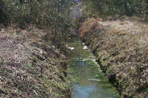 Close up of drainage ditch with encroaching vegetation