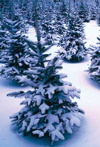 Photograph of snow-covered evergeen trees.