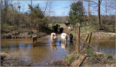 Cattle crossing Pauls Creek