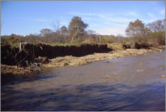 Eroded streambanks upstream from gaging station at Pauls Creek near Pine Ridge, North Carolina, November 5, 2005.