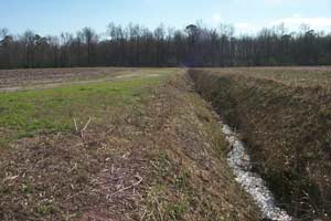 Agricultural field; small drainage ditch on right side of photo; solid line of trees in background
