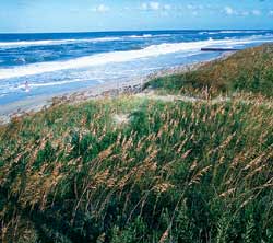 Photograph of the Cape Hatteras National Seashore.