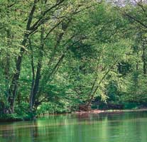 Photograph of Eno River and river bank; the river bank is densely populated with green trees that are reflected in the river.