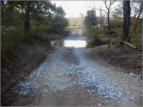 Cattle crossing, Paul's Creek